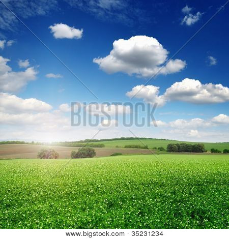 Campo pittoresco di Pea e cielo blu