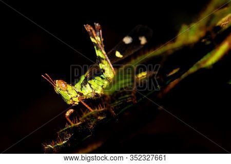 Grasshoppers Close Up. Grasshoppers Are Typically Ground-dwelling Insects With Powerful Hind Legs Wh