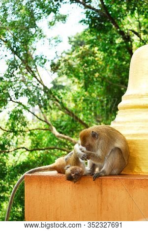 The Mother Monkey Is Looking After It Children.
The Crab-eating Macaque (macaca Fascicularis), 
Also