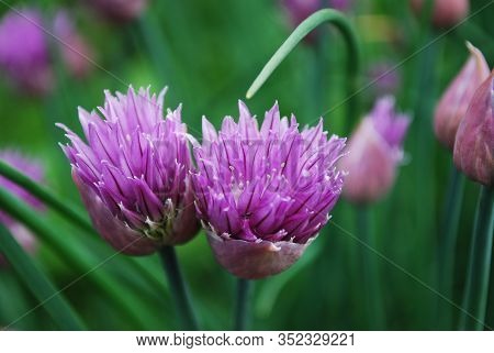 Bright Lilac Flowers Of Chives Schnitt Decorate A Bed In A Garden