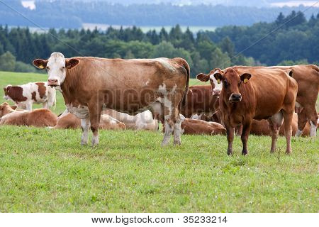 Dairy Cows In Pasture