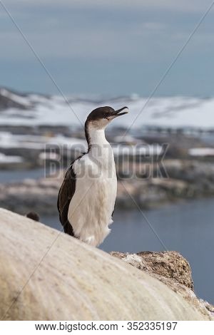 The Imperial Shag Leucocarbo Atriceps Also Known As Blue-eyed Shag, Blue-eyed Cormorant Sitting On T