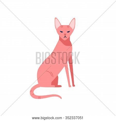 Hairless Cat Canadian Sphinx Breed Isolated On White Background. Nude Colored Pet Sphynx Sitting Vec