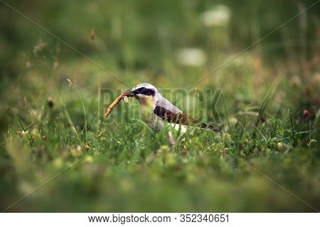 The Northern Wheatear Or Wheatear (oenanthe Oenanthe) Sitting In The Grass With A Worm In The Beak.s
