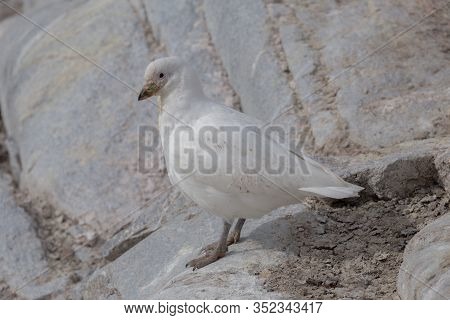 The Snowy Sheathbill Chionis Albus , Also Known As The Greater Sheathbill That Lives Mostly Near Pen
