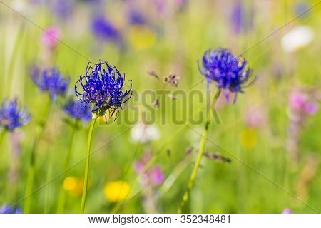 Spring Time. Floral Composition In The Slovenian Alps