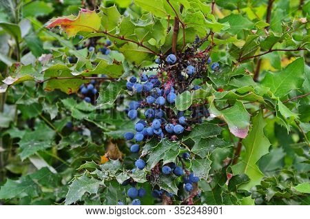 Bush Of Mahonia With Leaves And Berries