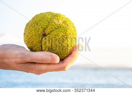 Female Hand Holding A Maclura Pomifera, Commonly Known As The Osage Orange, Hedge, Or Hedge Apple.