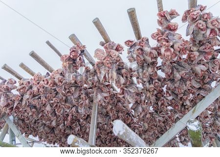 Hanged Codfishes Drying On Traditional Wooden Racks To Produce In The Town Of Lofoten Islands, Nordl