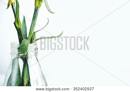 Green Stems With Leaves In A Glass Water Bottle On A White Background. The Concept Of Renewal And Sp