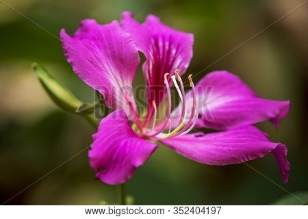 Bauhinia Racemosa Flower Local Name Is Mandaram In India