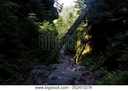 Overthrown Tree In The Wild Hell Trail In Saxon Switzerland, Germany