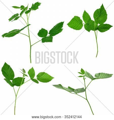 Raspberry Bush, Isolated Without A Shadow. Gardening, Horticulture. Healing Plant. Tea From Raspberr