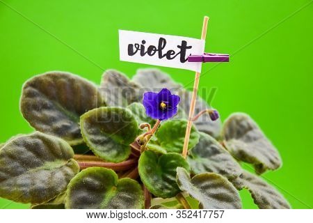 Violeta, Violet Flower, With Word Violet, Home Flowers On Green Background, Copy Space, Spring Flowe
