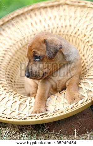 Den lille Pinscher hvalp 1 måneder gamle