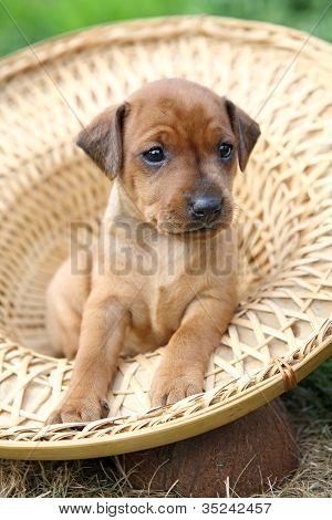 Den lille Pinscher hvalp 1,5 måneder gamle