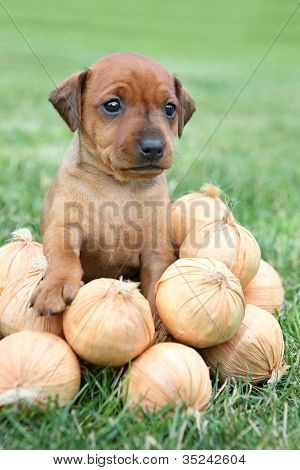 Den lille Pinscher hvalp 1,5 måneder gamle