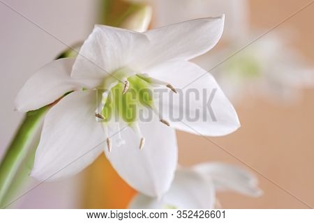 Tender Romantic Flower Of Narcissus Closeup, Pastel Background