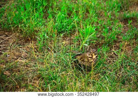 Songbird Little Bird Thrush Hiding In The Grass And In The Leaves. A Small Gray Bird Looking For Foo