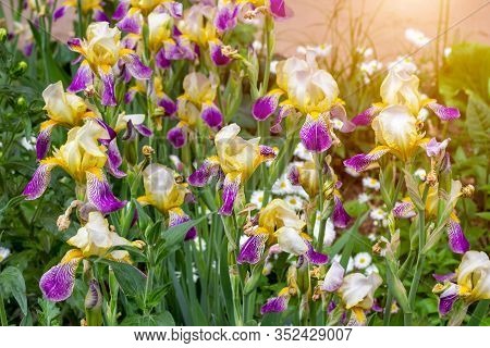 Bright Purple, White, Blue And Violet Blooming Iris Xiphium (bulbous Iris, Sibirica) On Green Leaves