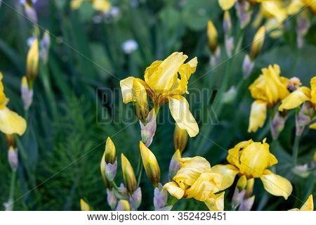 Light Yellow Blooming Irises Xiphium (bulbous Iris, Sibirica) On Green Leaves Ang Grass Background I