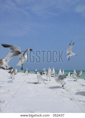 Måger i en blå himmel