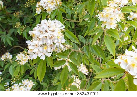Wild Multiflora Rose Bush, Also Known As Seven-sisters, Baby, Japanese And Rambler Rose, Spring And 