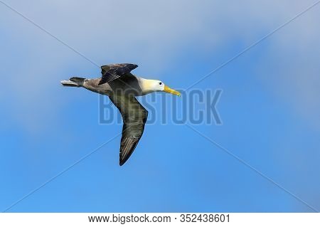 Waved Albatross (phoebastria Irrorata) In Flight On Espanola Island, Galapagos National Park, Ecuado