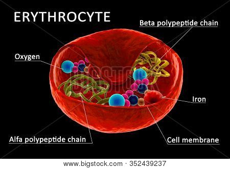 Structure of red blood cell, erythrocyte with visible hemoglobine and polypetide chain. Section through cell membrane. 3d Illustration.