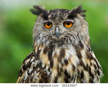Eurasian Eagle Owl / Bubo Bubo
