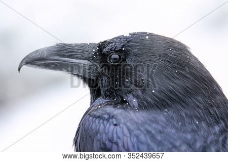 Portrait Of Common Raven (corvus Corax) During Snowfall