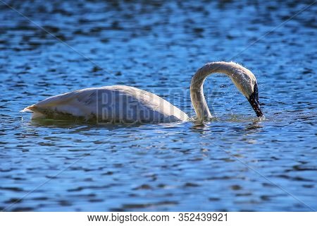Trumpeter Swan (cygnus Buccinator) In Yellowstone National Park, Wyoming, Usa