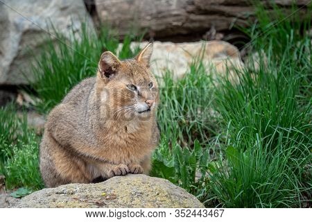 Portrait Of A Beautiful Cat. Felis Chaus On Stones In The Nature.