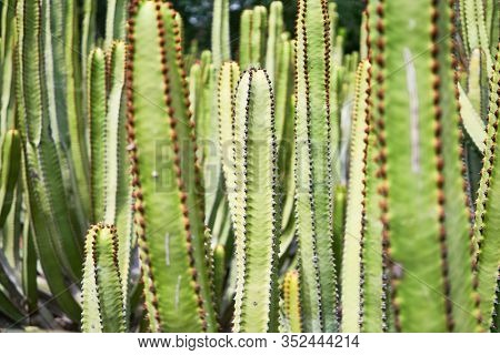 Close up of succulent green cactus at botanical garden