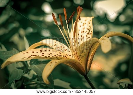 Yellow Lily Flower With Dark Spots On The Leaves. Beautiful Lily Flowers On A Green Background