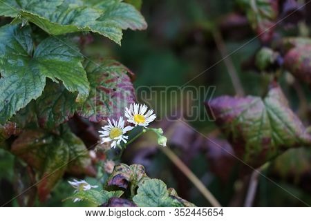 Two Small Field Camomile On A Background Of Dark Green Leaves. Daisies In The Garden