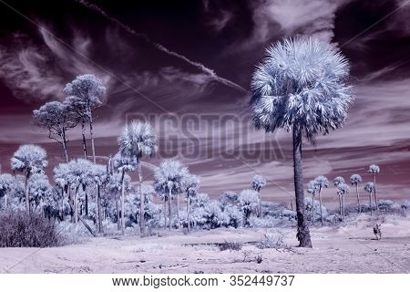 False color infrared photo of palm trees on beach, alien landscape.