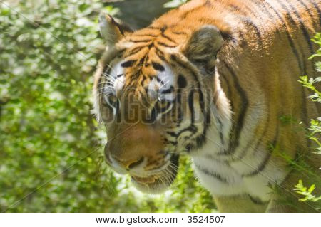Tigre