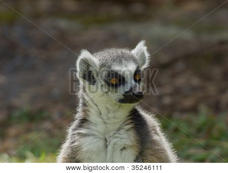 Ring Tailed Lemur