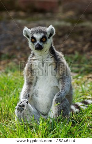 Ring Tailed Lemur