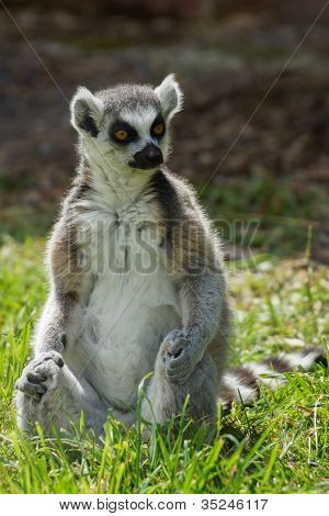 Ring Tailed Lemur