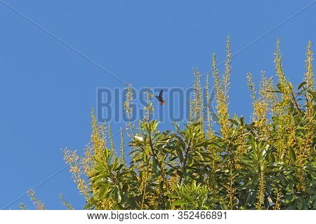 Hummingbird Feeding On A Vochysia Divergens Tree Flower In The Pantanal In Brazil