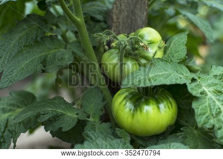 Organic Farming, Agricultural Vegetable. Unripe Green Tomatoes Close-up On A Home Garden In The Vill