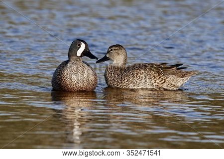 Male & Female Blue-winged Teals, Anas Discors On A Lake In Florida