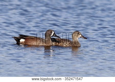 Male & Female Blue-winged Teals, Anas Discors On A Blue Lake In Florida
