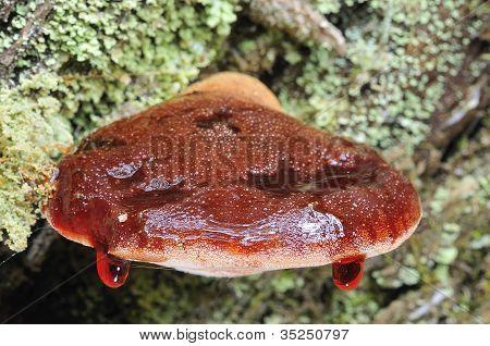 Fistulina Hepatica.