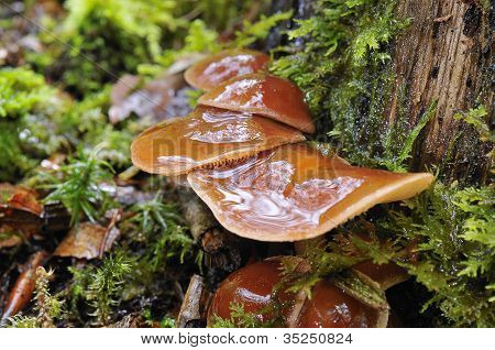 Fistulina Hepatica.