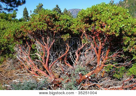 Impianto di Manzanita