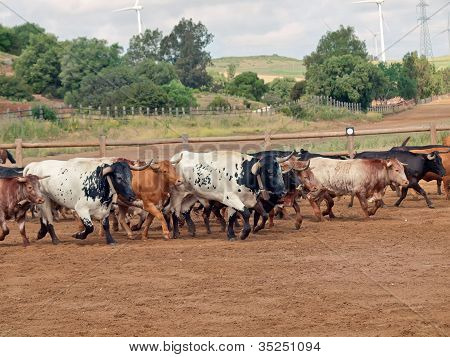 Stádo krav s telata. Španělsko, Andalusie