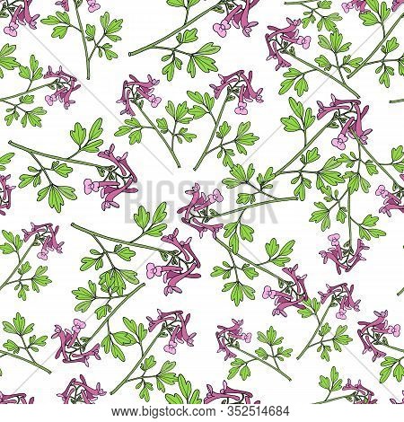 Seamless Pattern With Fumewort Corydalis Solida , Medicinal Plant. Vector Illustration